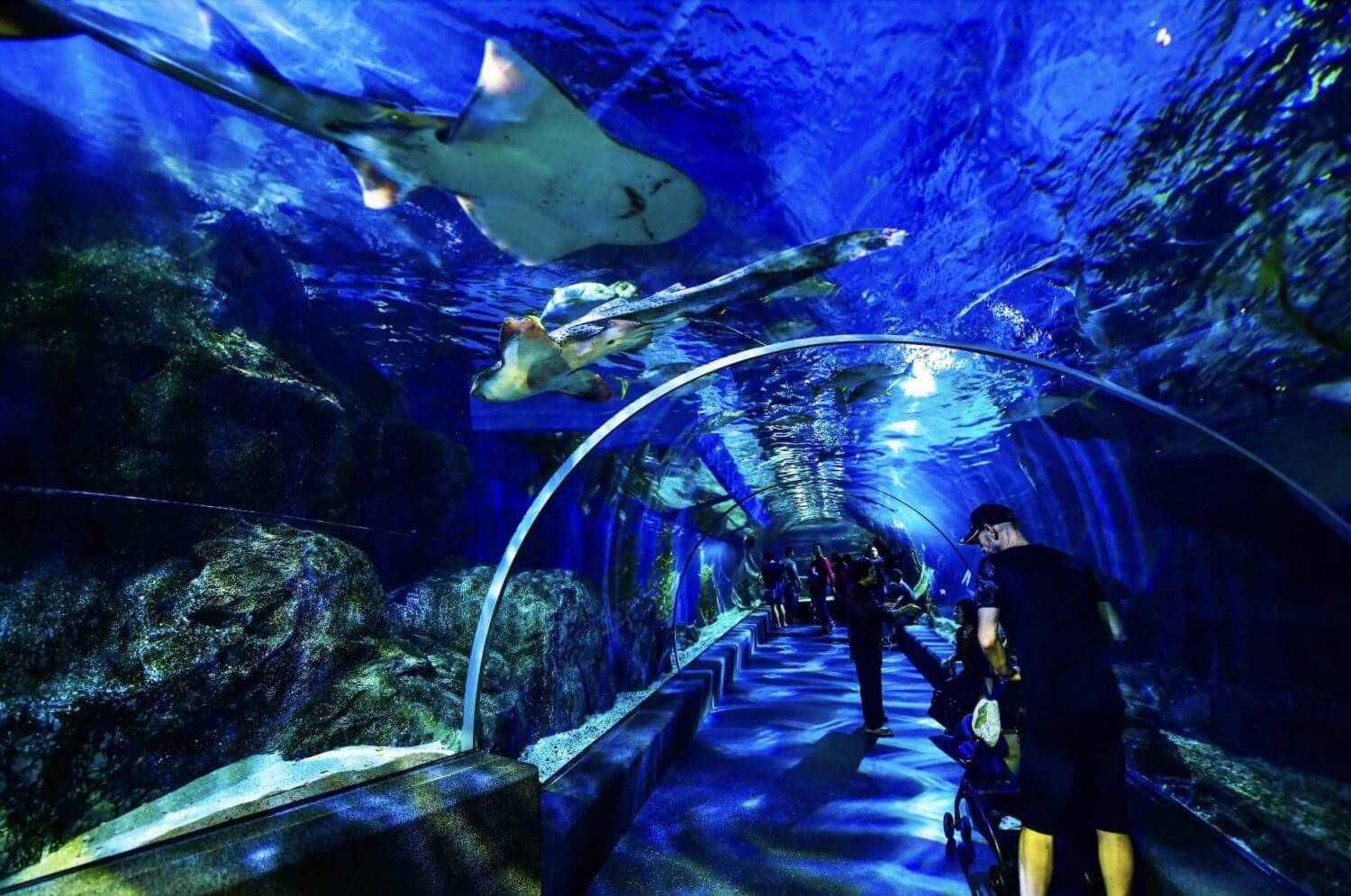 Visit Siam Ocean World in Siam Paragon Mall