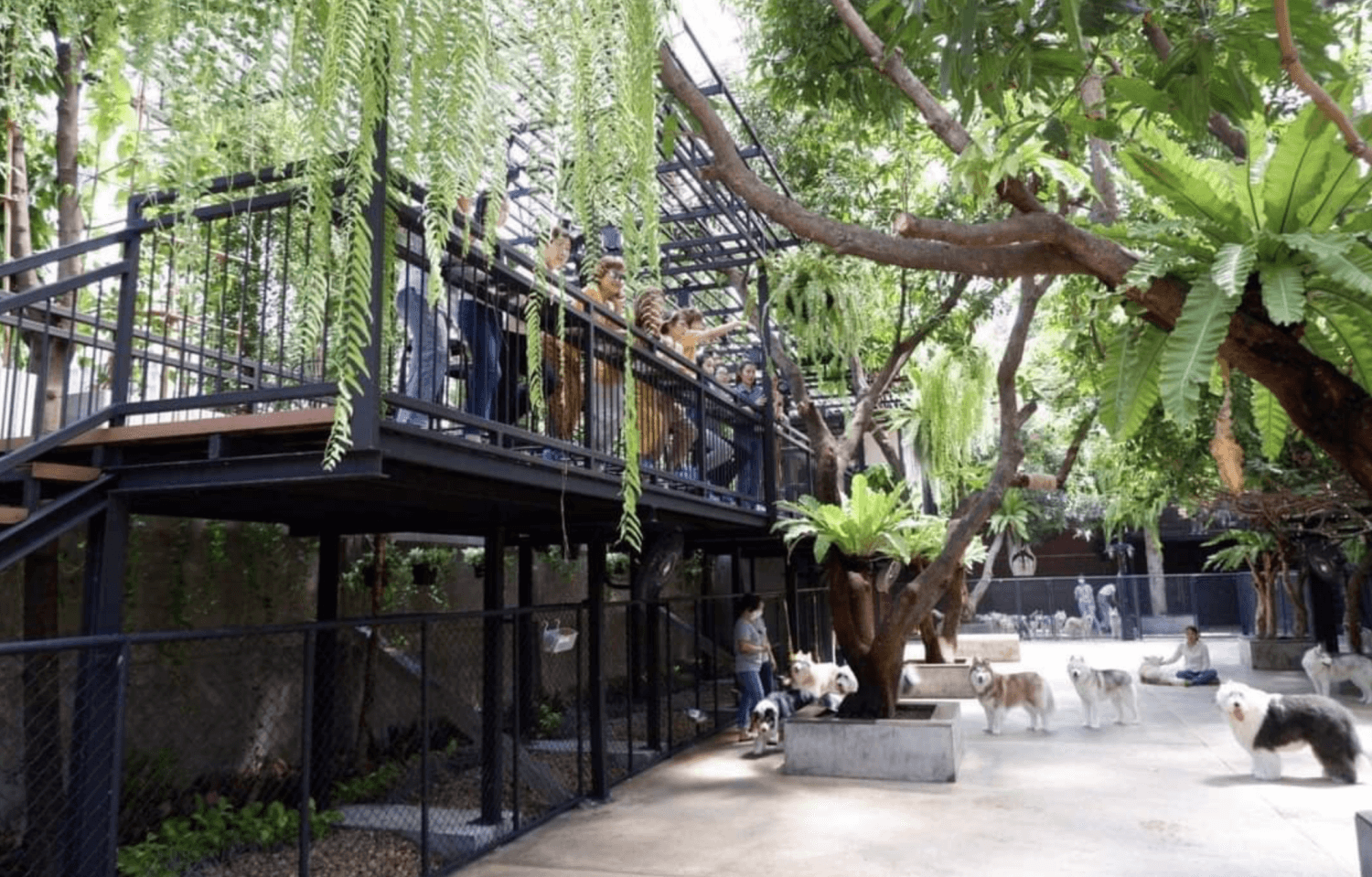 Visit dog cafe in Bangkok